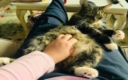 British Longhair cats for sale: British Long Hair Ginger Female  - Image 1