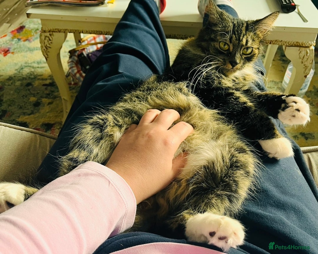 British Longhair cats for sale: British Long Hair Ginger Female  - Image 1