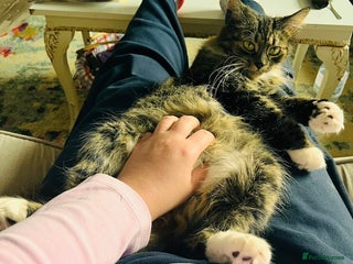 British Longhair cats - Advert 34