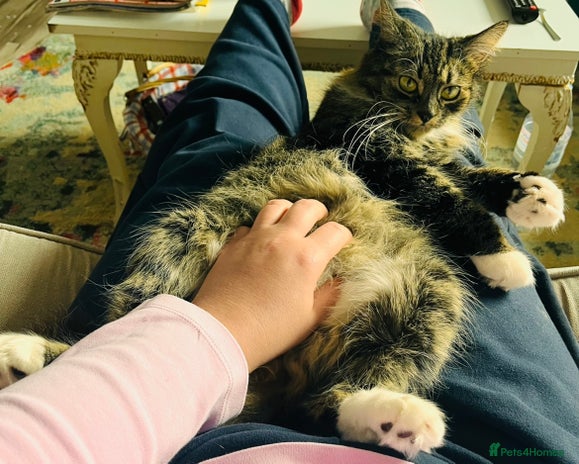 British Longhair cats - Advert 1