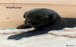 Mixed Breed dogs for sale: Golden Retriever/ German Shepherd puppies  - Image 5