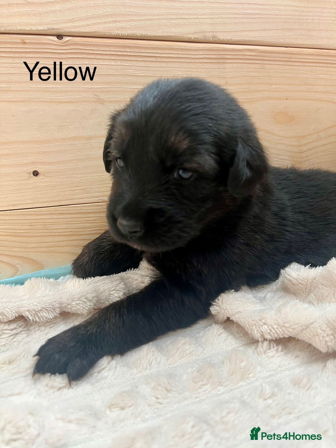 Mixed Breed dogs for sale: Golden Retriever/ German Shepherd puppies  - Image 5