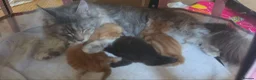 Maine Coon cats for sale: Available- Mainecoon kittens 😸 🥰😍 - Advert 5