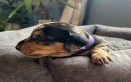 Miniature Dachshund dogs for sale: Miniature dachshund mix priced  - Image 11