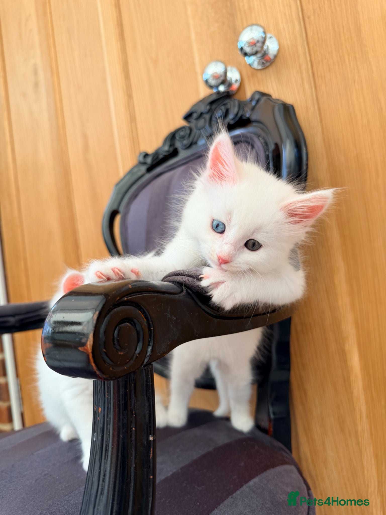 Maine Coon cats WHITE MAINE COON KITTENS   - Advert 2