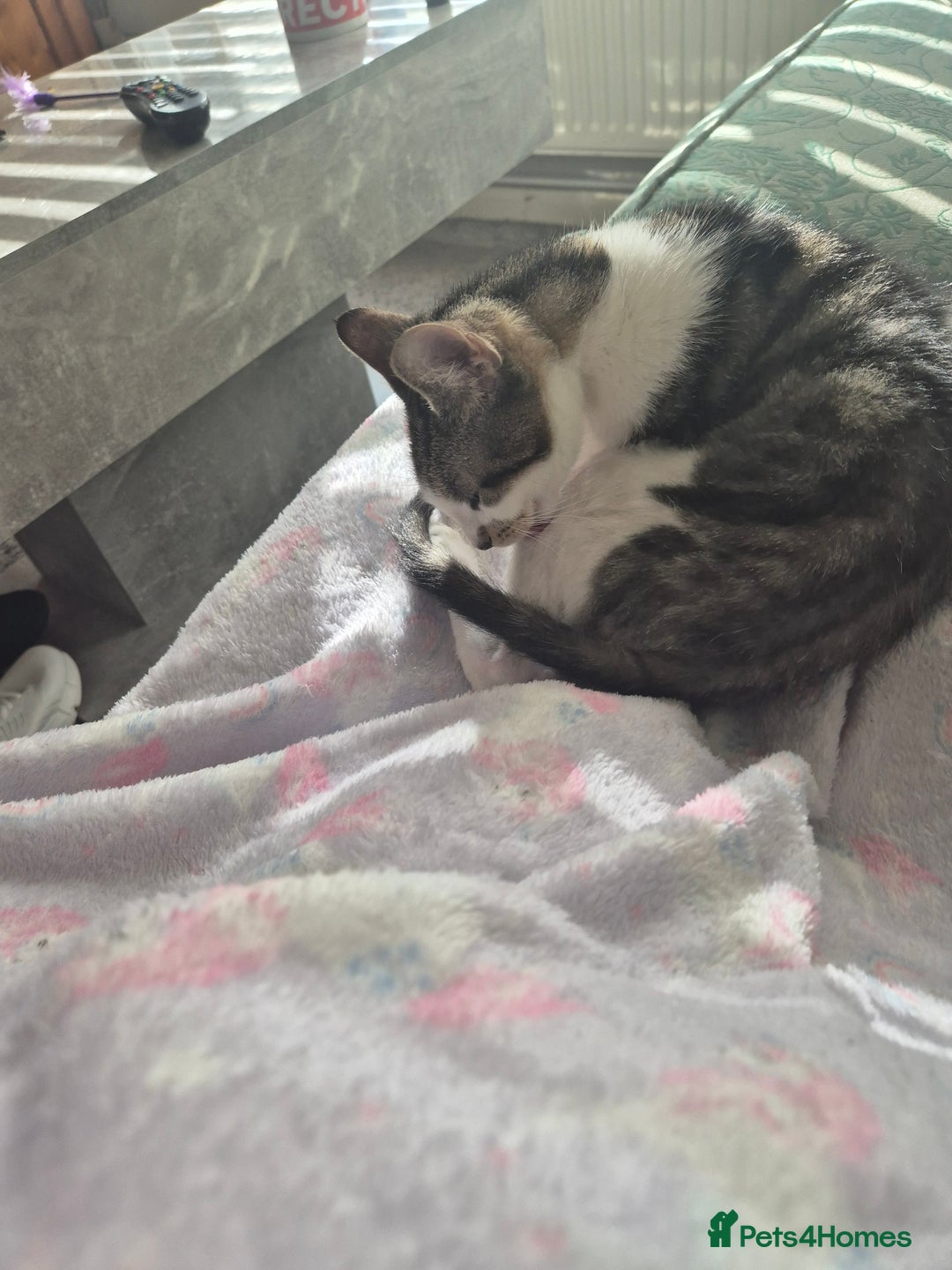 American Shorthair cats for sale: Caramel beautiful 2 year cat - Image 4