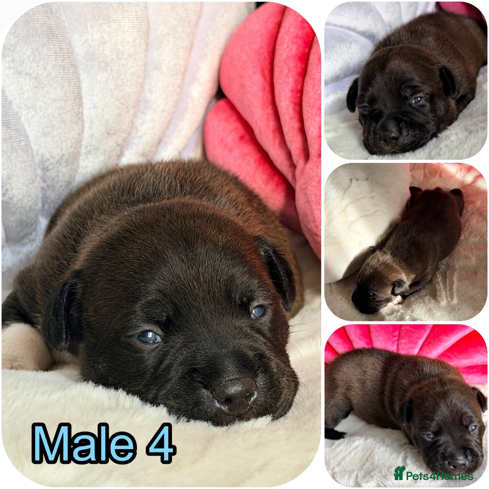 Staffordshire Bull Terrier dogs for sale: 🐾 STAFFORDSHIRE BULL TERRIER  🐾 - Advert 1