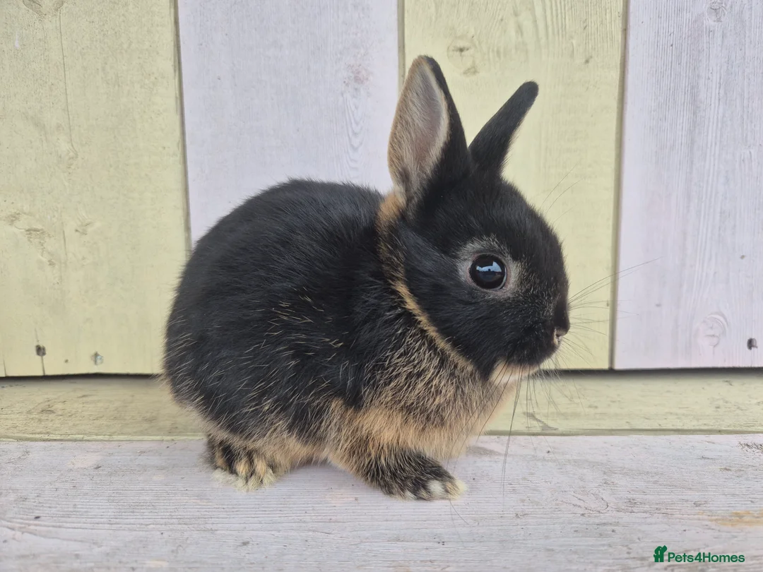 Netherland Dwarf rabbits for sale: 🩵PRETTIEST NETHERLAND DWARF COLOURED BABIES 🩷 - Advert 30