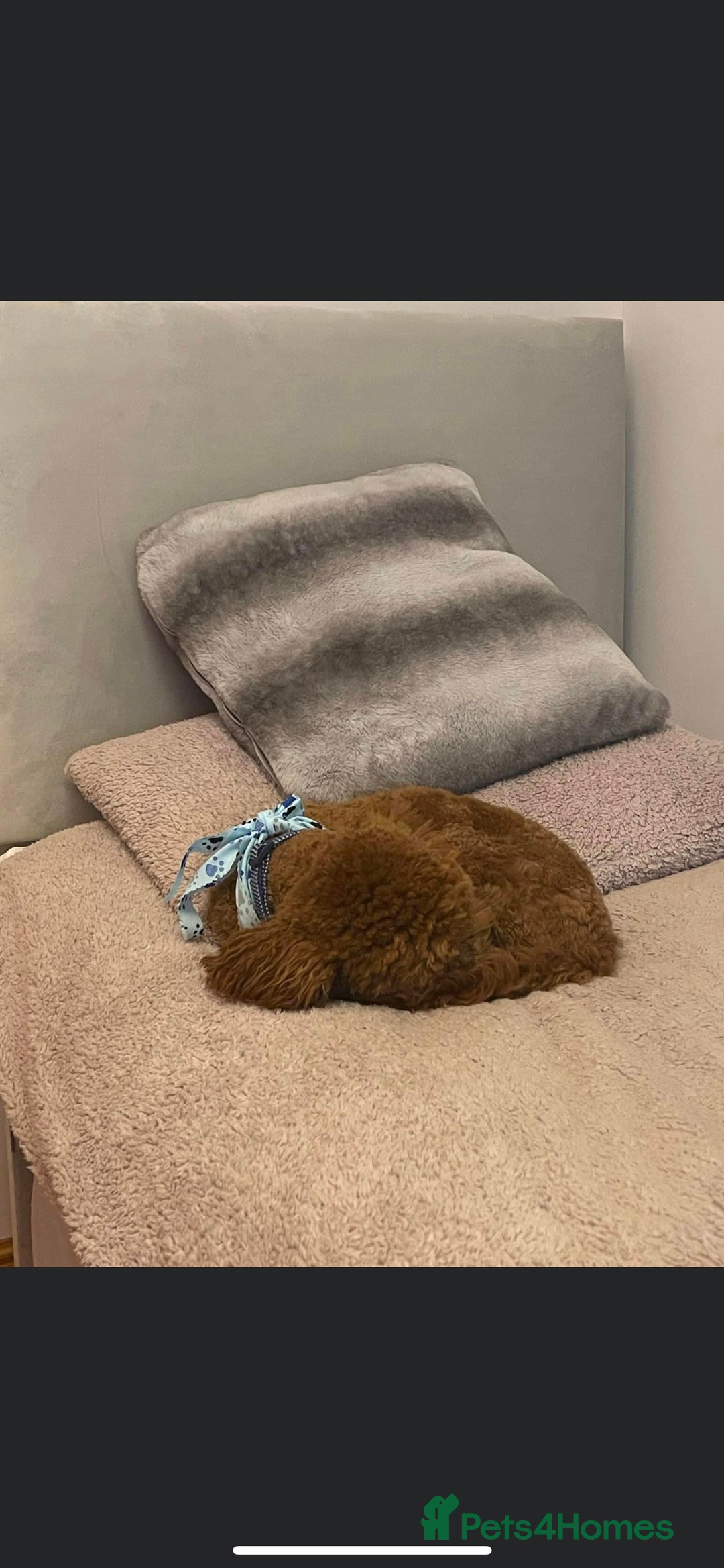 Miniature Poodle dogs for stud: KC REGISTERED DEEP RED MINATURE POODLE STUD in Bathgate - Advert 5