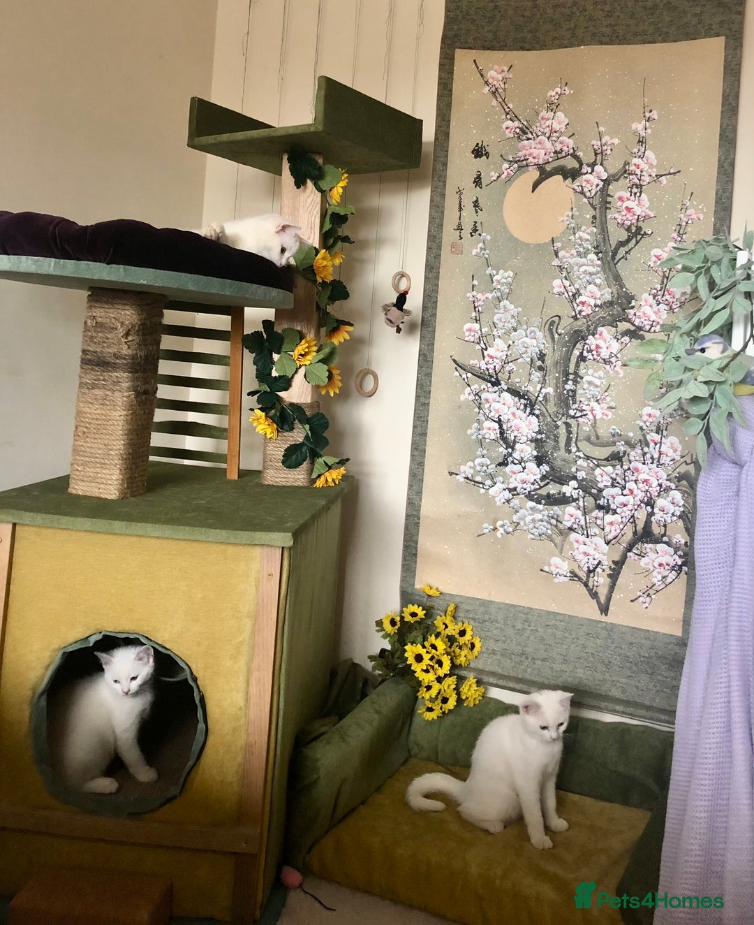 Persian cats for sale: Gorgeous Persian Cross Kittens  - Image 4