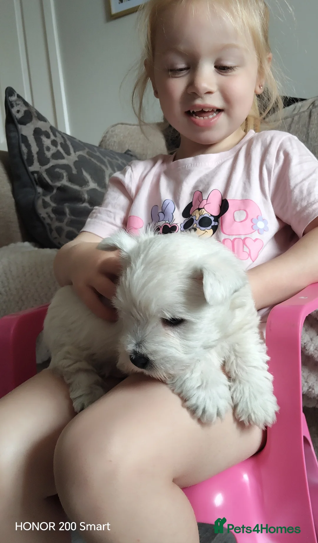 West Highland Terrier dogs for sale: Beautiful west highland terriers  in Wrexham - Advert 1