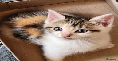 Mixed Breed cats - Advert 8