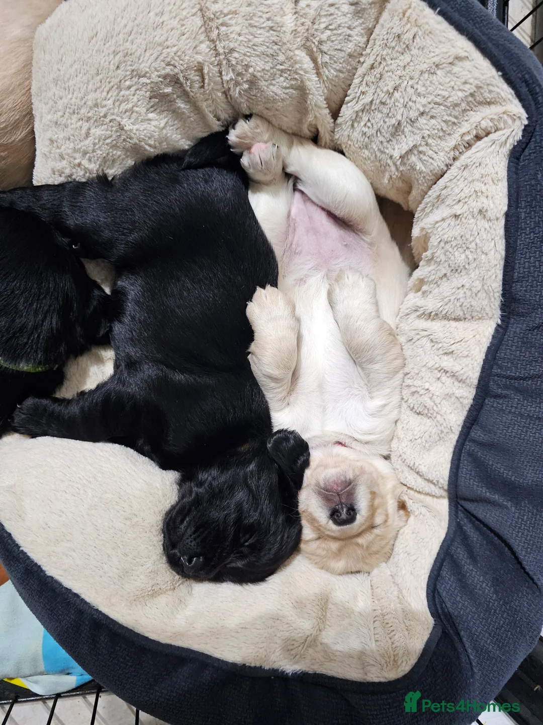 Cockerdor dogs for sale: The most loving Cockerdor/Spanador - Advert 9