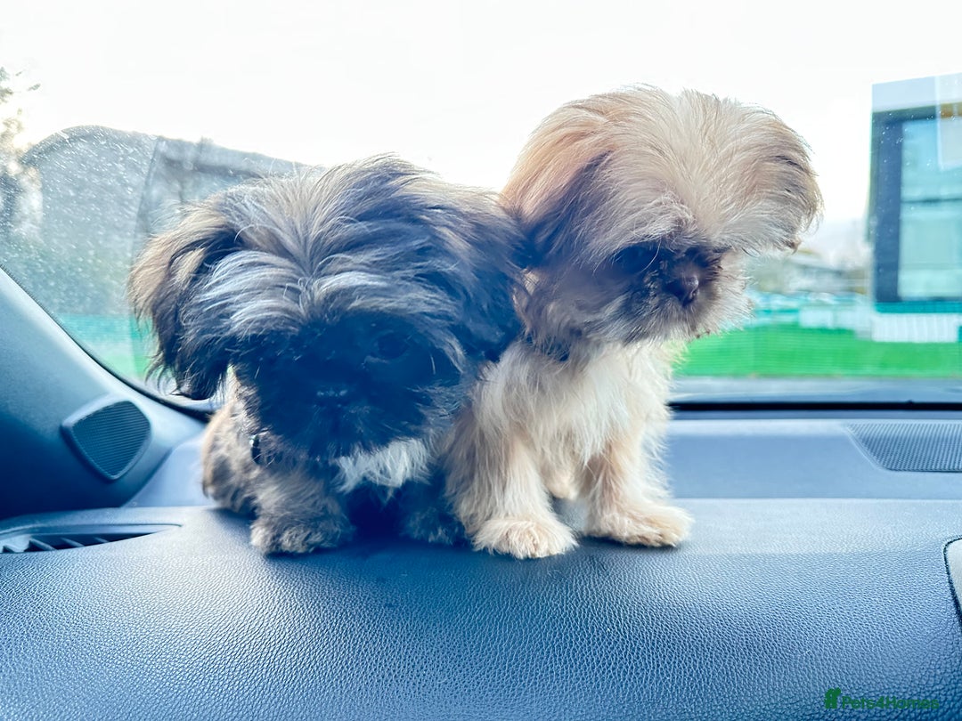 Shih Tzu dogs for sale: 2 x  Imperial Shihtzu - Advert 6