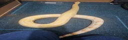 Mixed Breed reptiles for sale:  boas  - Advert 8