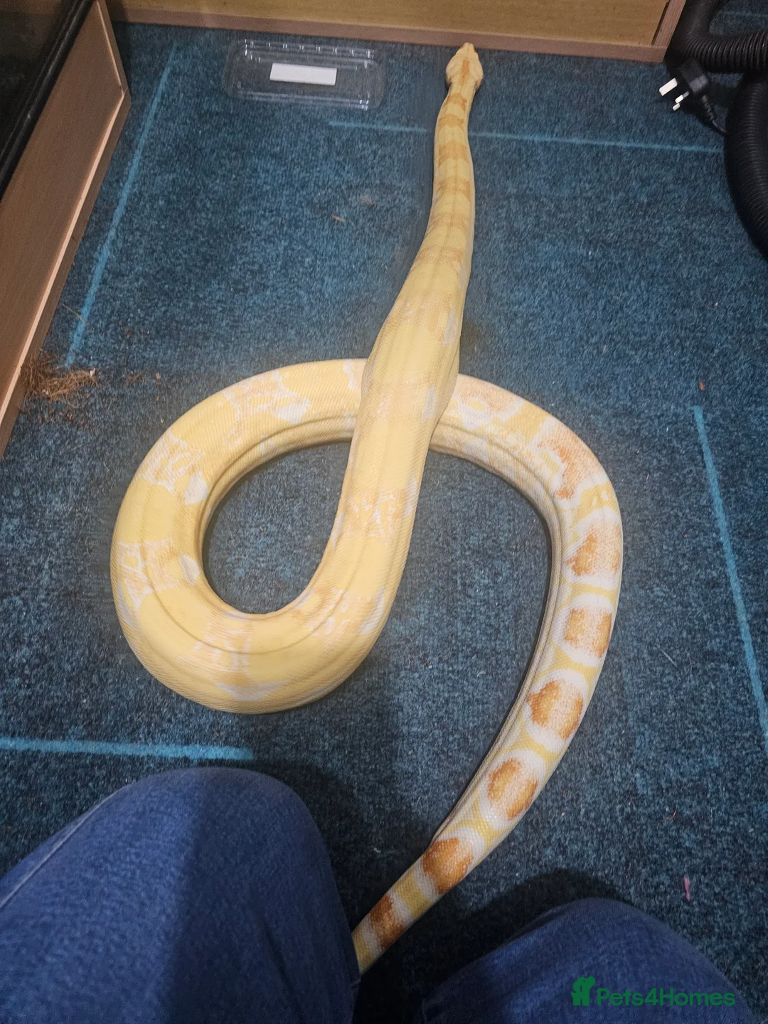 Mixed Breed reptiles for sale:  boas  - Advert 8