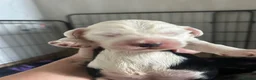 Old English Sheepdog dogs for sale: Old English sheepdog puppies! 2 girls available  - Advert 3