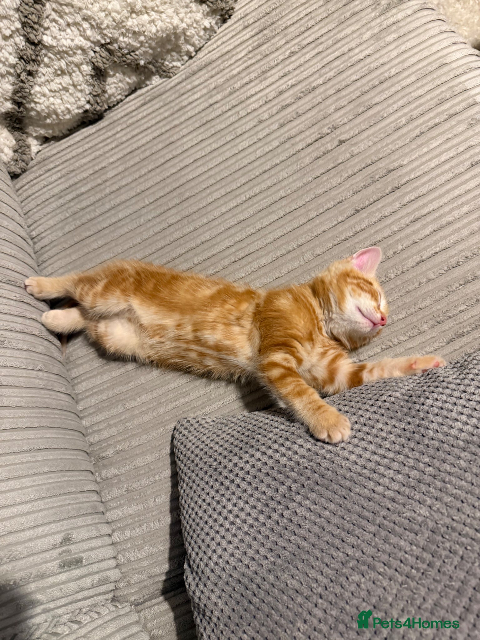 Mixed Breed cats Beautiful Ginger Boy - Advert 1
