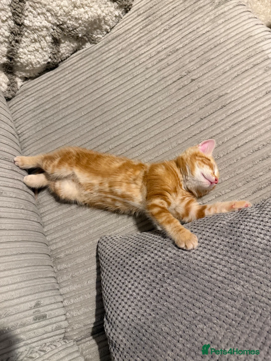 Mixed Breed cats for sale: Beautiful Ginger Boy in Taunton - Advert 1