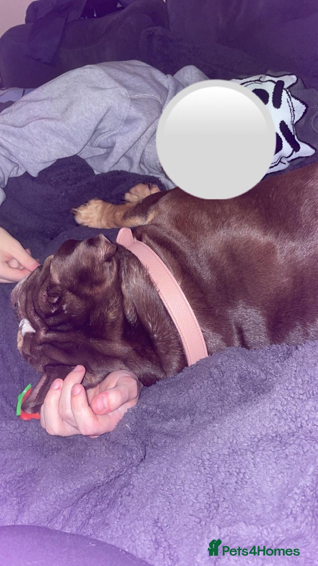 English Bulldog dogs for sale: English bulldog 2 year and a half years  - Advert 3