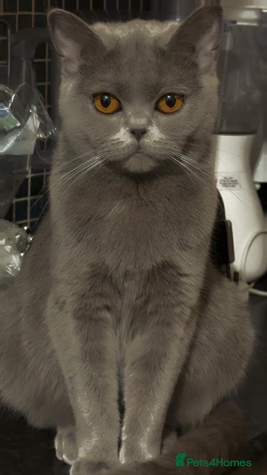 Mixed Breed cats British shorthair mixed breed kittens for sale  - Advert 1