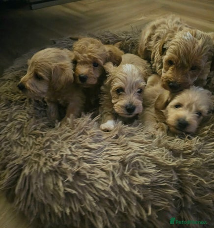 Schnoodle dogs - Advert 1