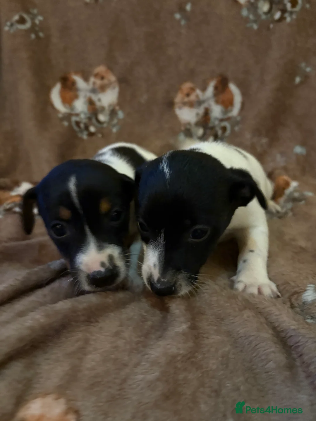 Jack Russell dogs for sale: 2 beautiful miniature short leg trio boys  - Advert 4