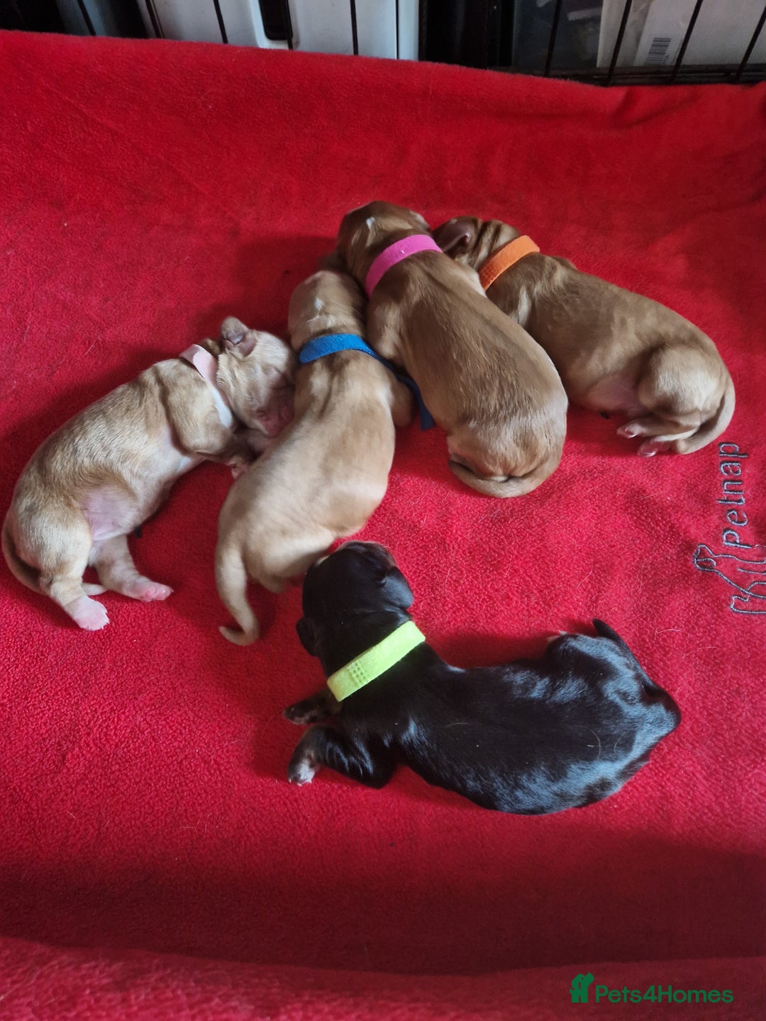 Cocker Spaniel dogs for sale: Cocker spaniel pups for sale  - Image 26