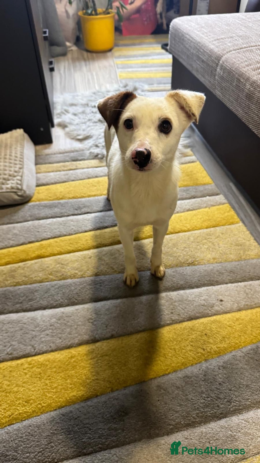 Mixed Breed dogs for adoption: Darling Dannie looking for his family - Advert 2