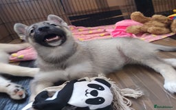 Huskita dogs for sale: Husky x puppy  - Image 8