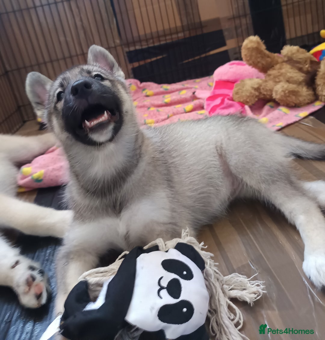 Huskita dogs for sale: Husky x puppy  - Image 8