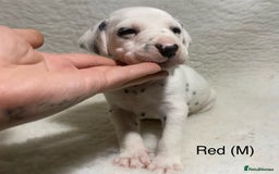 Dalmatian dogs for sale: Stunning KC dalmation puppies for sale! - Image 2