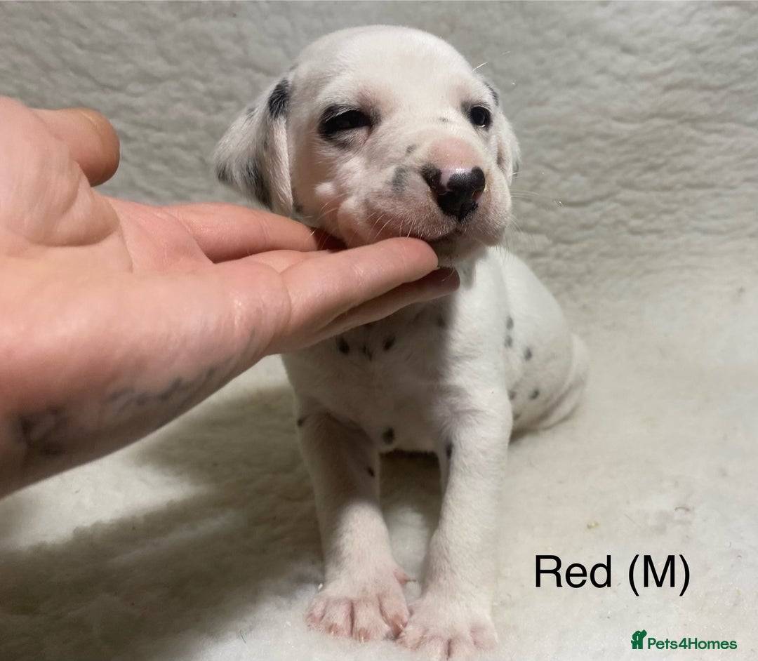 Dalmatian dogs for sale: Stunning KC dalmation puppies for sale! - Image 2