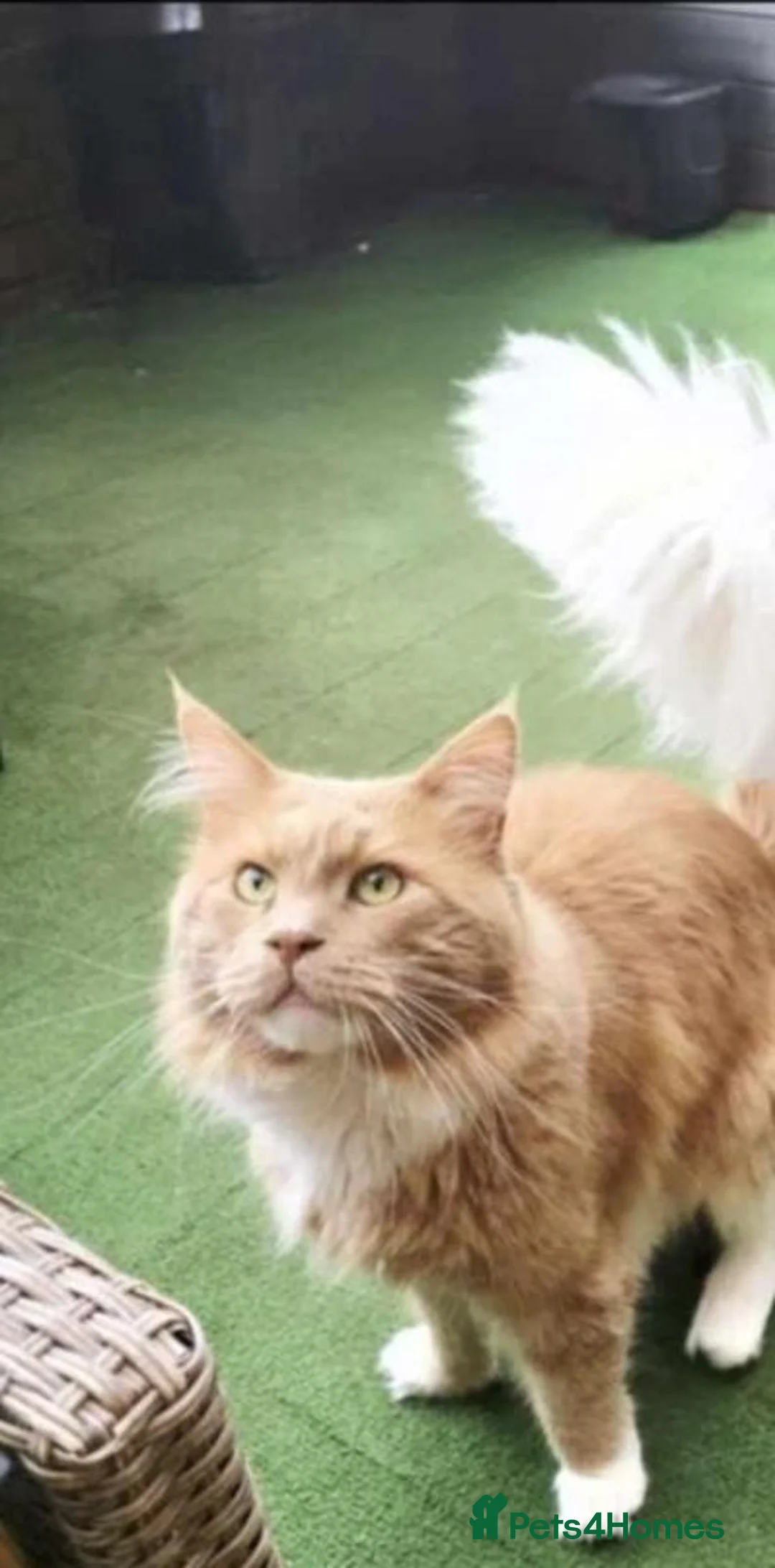 Maine Coon cats for sale: Dual registered maine coon for rehoming - Advert 3