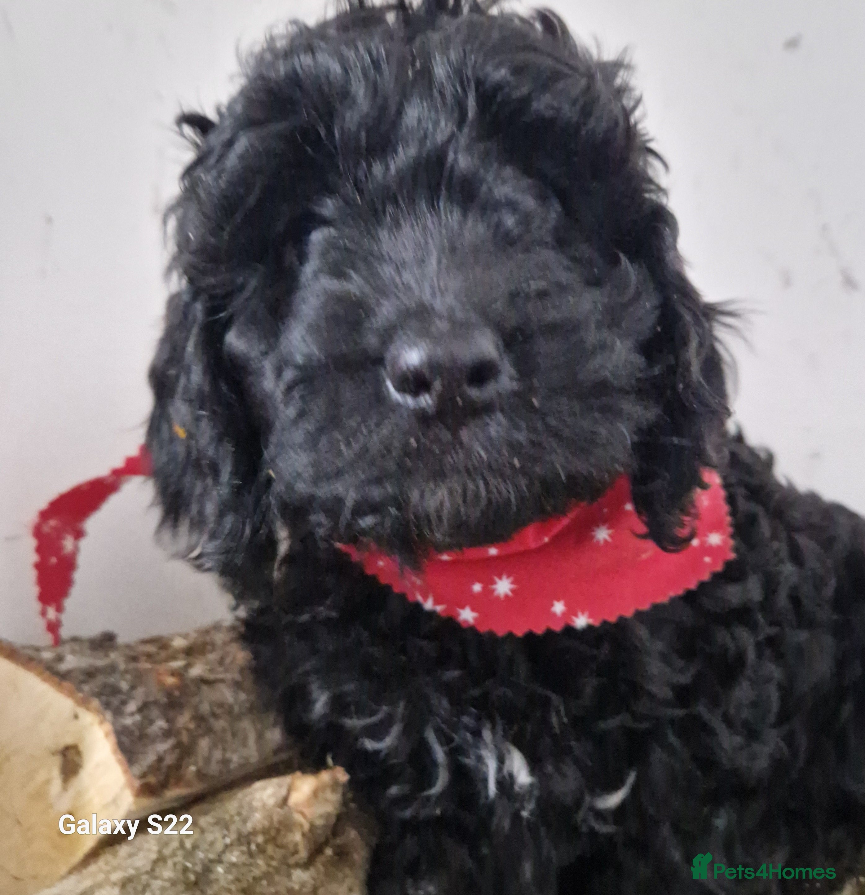 Cockapoo dogs Miniature Cockapoo - Advert 15