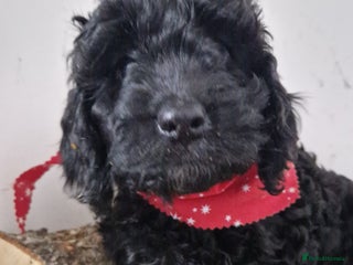 Cockapoo dogs Miniature Cockapoo - Advert 15