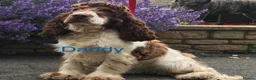 Cocker Spaniel dogs for sale: KC reg twin show spaniels  - Advert 5