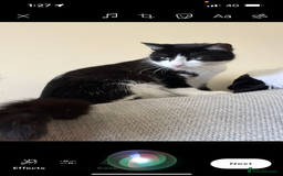British Shorthair cats for sale: 2 loving beautiful cats  - Image 21