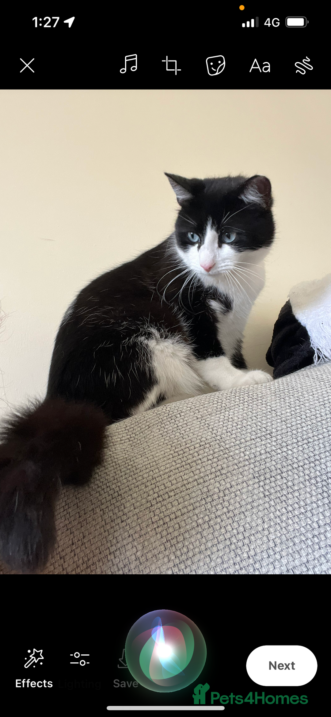 British Shorthair cats for sale: 2 loving beautiful cats  - Image 21
