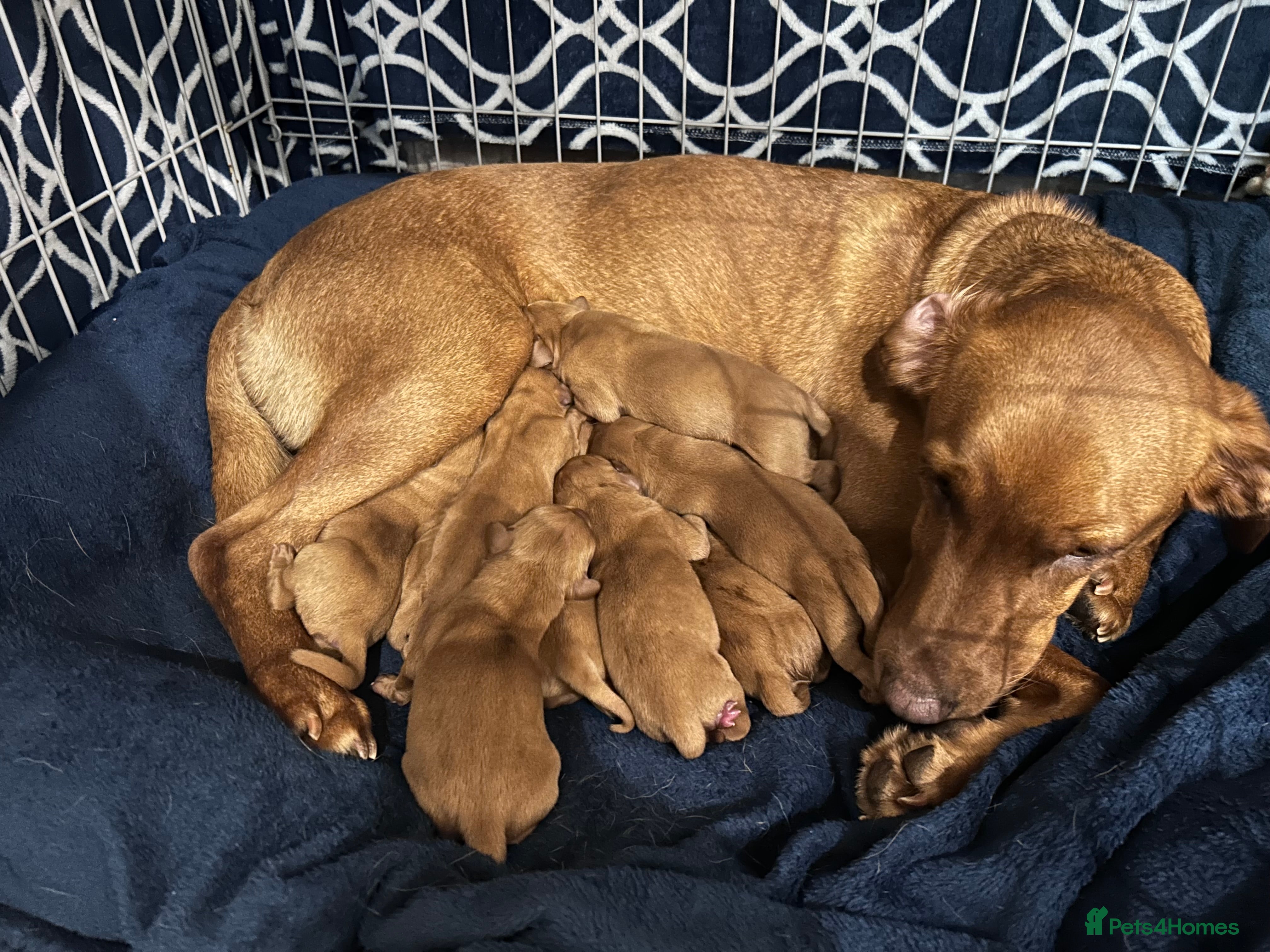 Labrador Retriever dogs 9 Stunning Fox Red Labradors for sale  - Advert 3