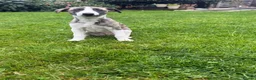 Whippet dogs for sale: Beautiful homebred KC registered whippet boys in Perth - Advert 5