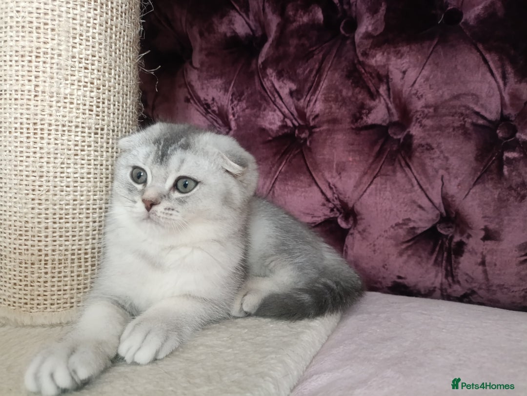 British Shorthair cats for sale: Gorgeous kittens for sale  - Image 16