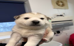 Siberian Husky dogs for sale: 1 female and 2 male huskies for sale - Advert 14