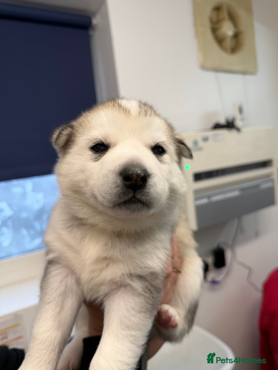 Siberian Husky dogs for sale: 1 female and 2 male huskies for sale - Advert 14