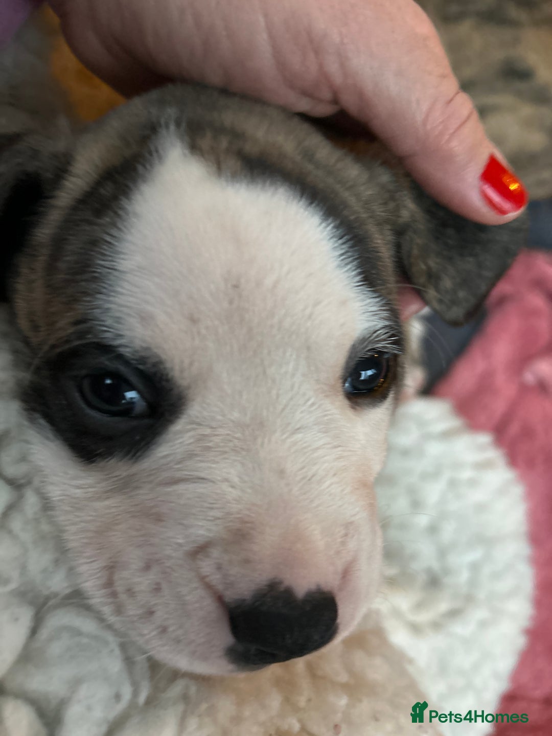 Mixed Breed dogs for sale: American Bulldog Puppies – Child & Cat Friendly - Advert 7