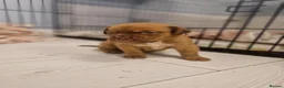 Dogue De Bordeaux dogs for sale: Absolutely beautiful dogue de bordeaux puppies  - Advert 11