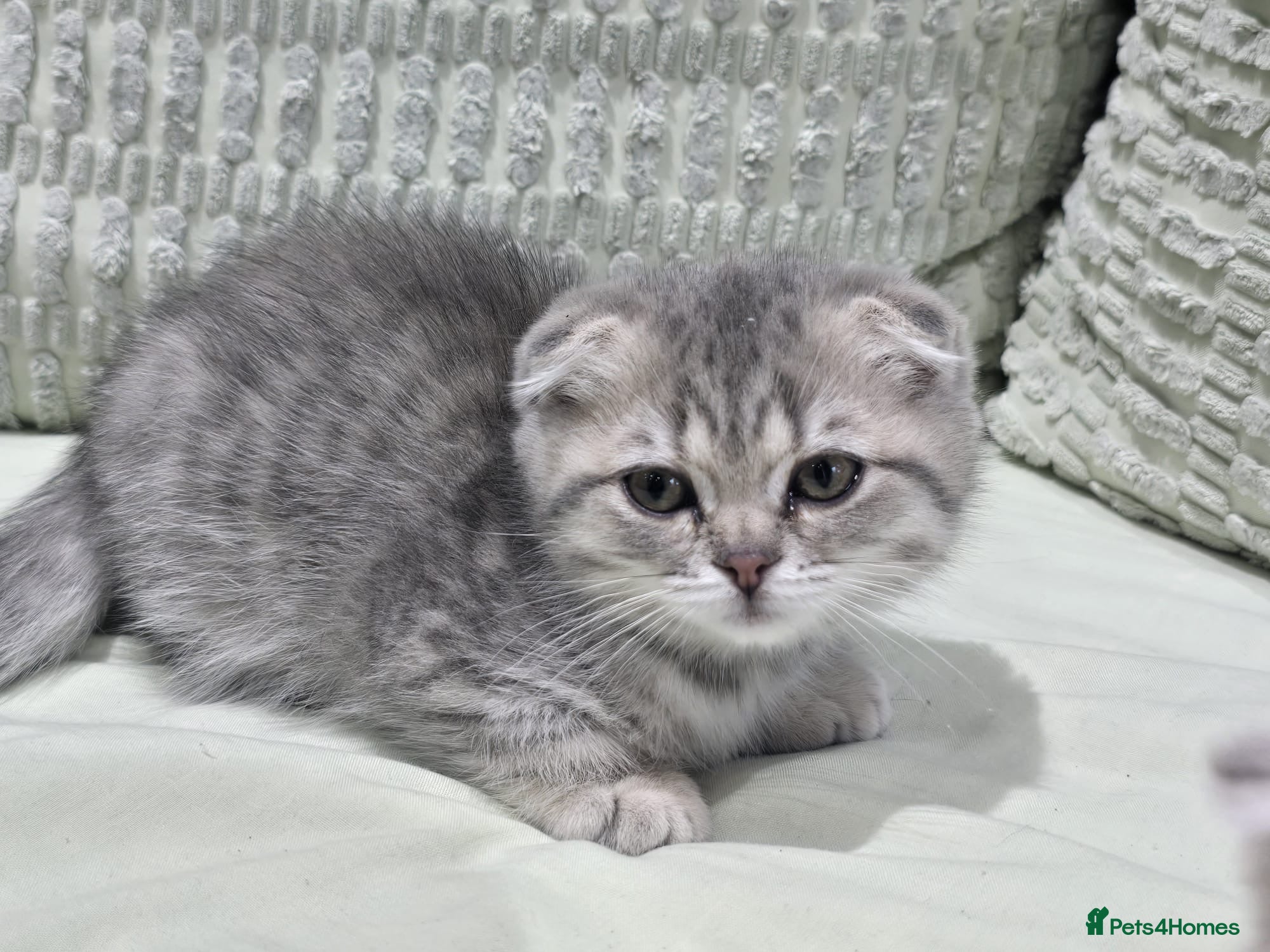 Scottish Fold cats for sale: READY SCOTTISH FOLD KITTENS (URGENT) - Advert 16