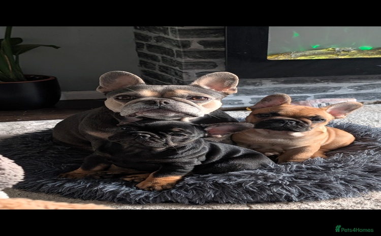 French Bulldog dogs Stunning Red fawn black & red KC reg frenchie pups - Advert 8