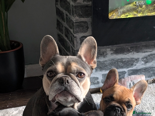 French Bulldog dogs Stunning Red fawn black & red KC reg frenchie pups - Advert 2