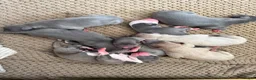 Whippet dogs for sale: Beautiful whippet puppies - Advert 3